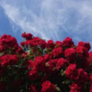 Meet your Posher, Aisha